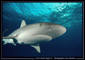 Curious Reef Shark... ;O)... by Michel Lonfat 